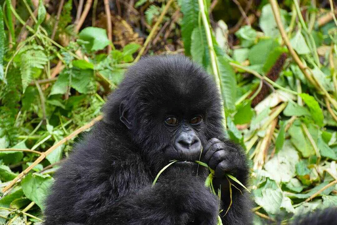 gorilla baby feeding